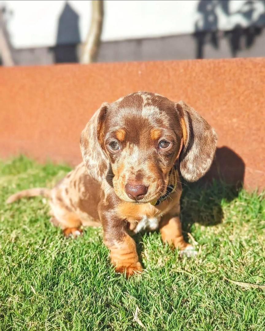 scout