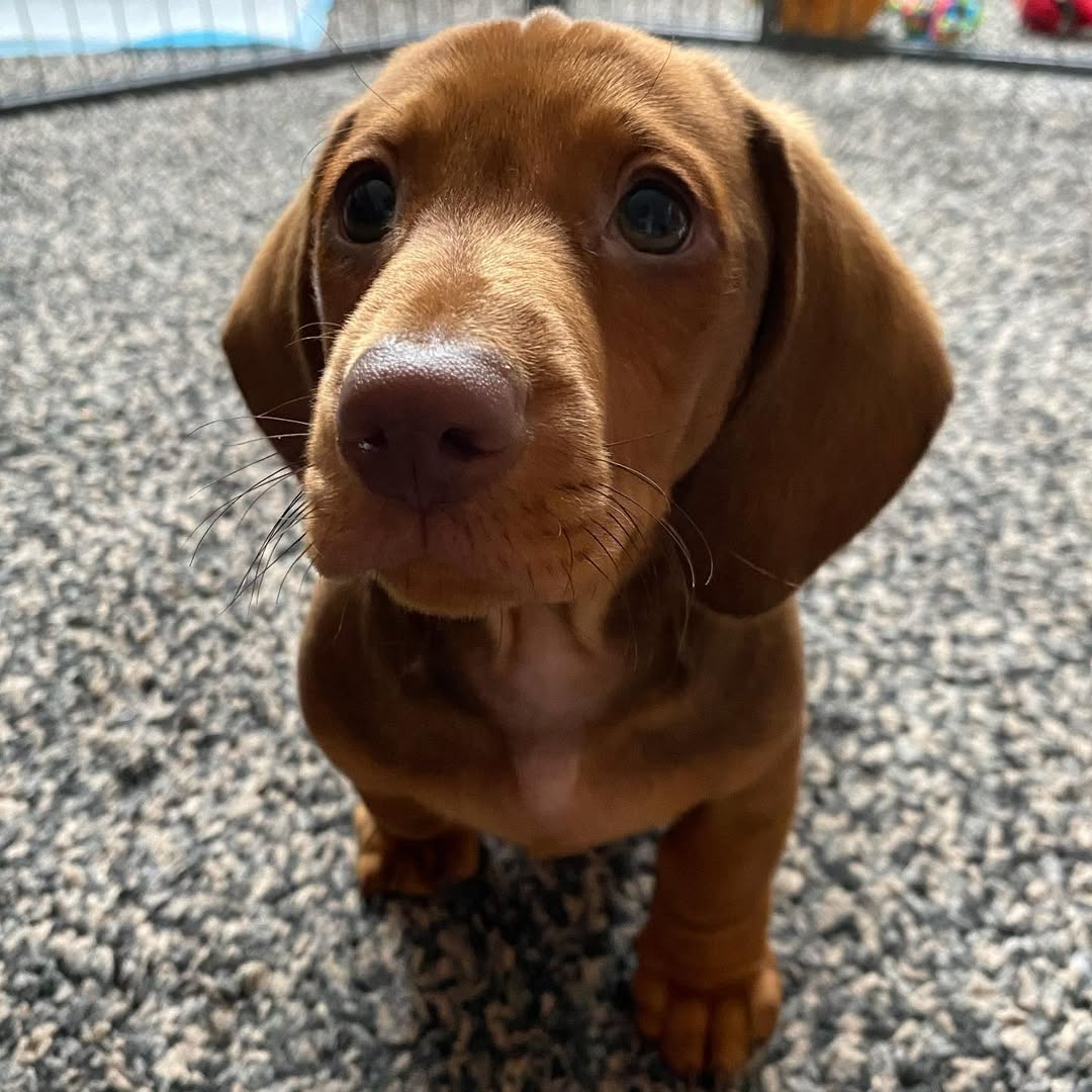 Otto
